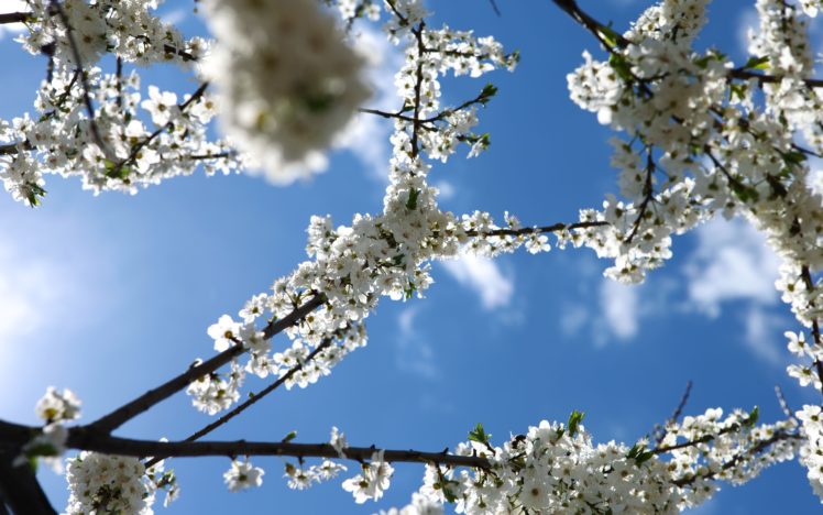 cherry, Blossoms, Flowers, White, Flowers, Blue, Skies HD Wallpaper Desktop Background