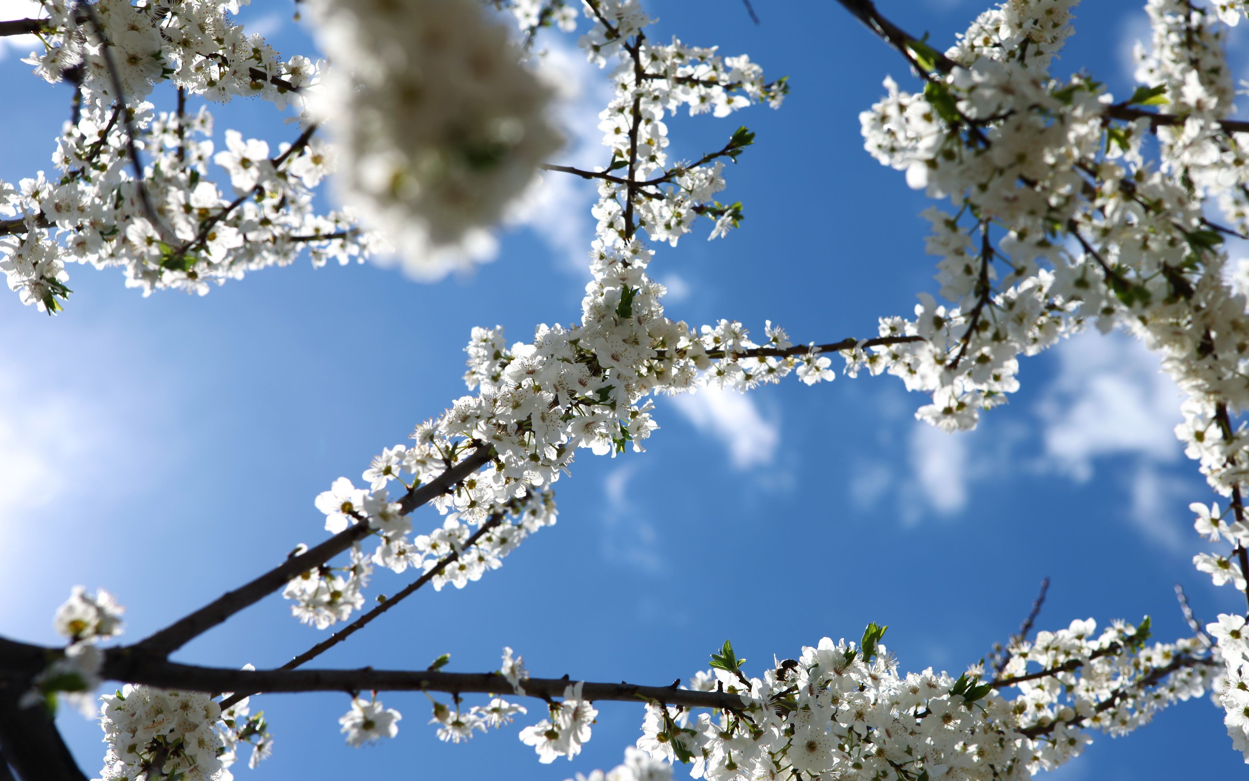 cherry, Blossoms, Flowers, White, Flowers, Blue, Skies Wallpaper