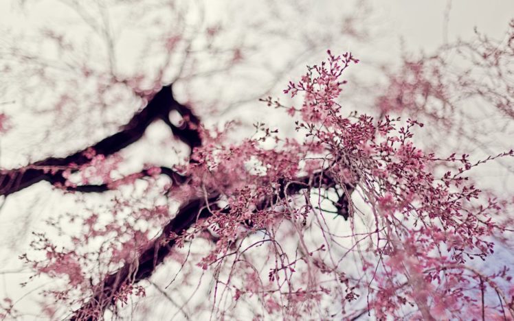 nature, Trees, Flowers, Depth, Of, Field, Pink, Flowers, Flowered, Trees HD Wallpaper Desktop Background