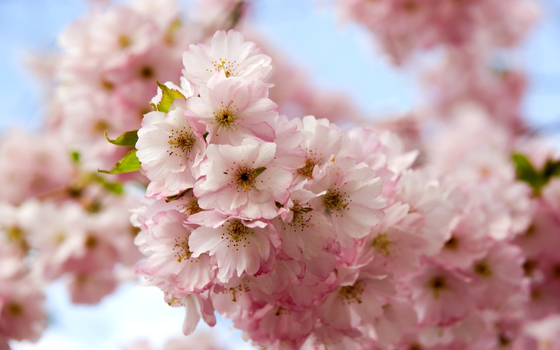 flowers Wallpaper