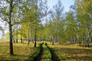 landscapes, Nature, Trees, Forests, Roads