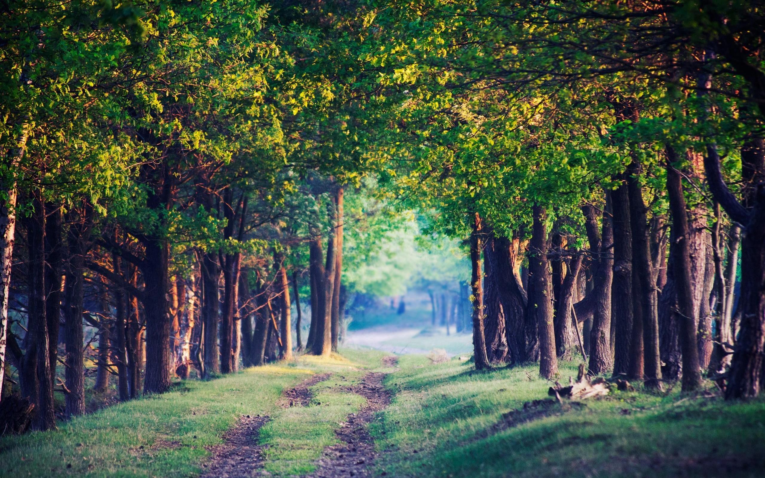 landscapes, Nature, Trees, Path Wallpaper