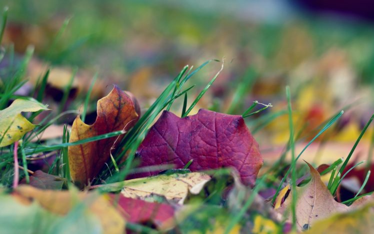 nature, Leaf, Grass HD Wallpaper Desktop Background