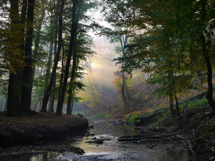 creek, Rays, Forest, Sun, River, Autumn HD Wallpaper Desktop Background