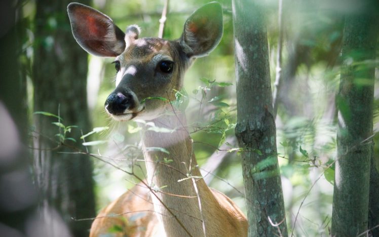 deer, Forest HD Wallpaper Desktop Background