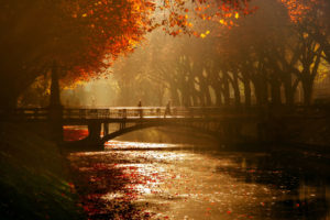 dusseldorf, Royal, Avenue, Bridge, Canal, Trees, Autumn, Mood