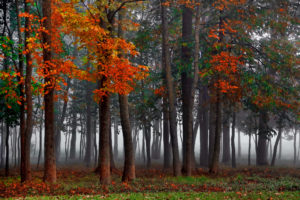 forest, Fog, Autumn