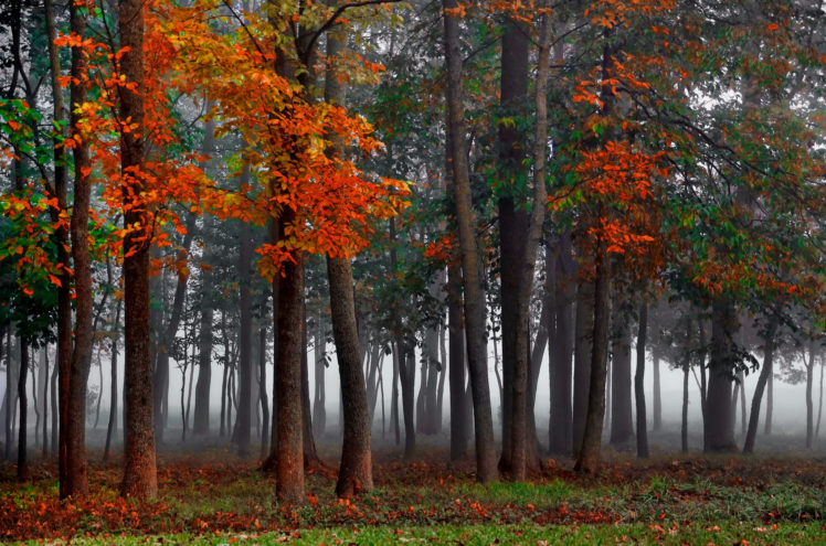 forest, Fog, Autumn HD Wallpaper Desktop Background