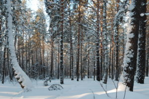 forest, Trees, Snow, Nature