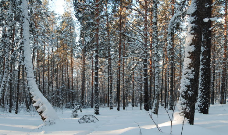 forest, Trees, Snow, Nature HD Wallpaper Desktop Background