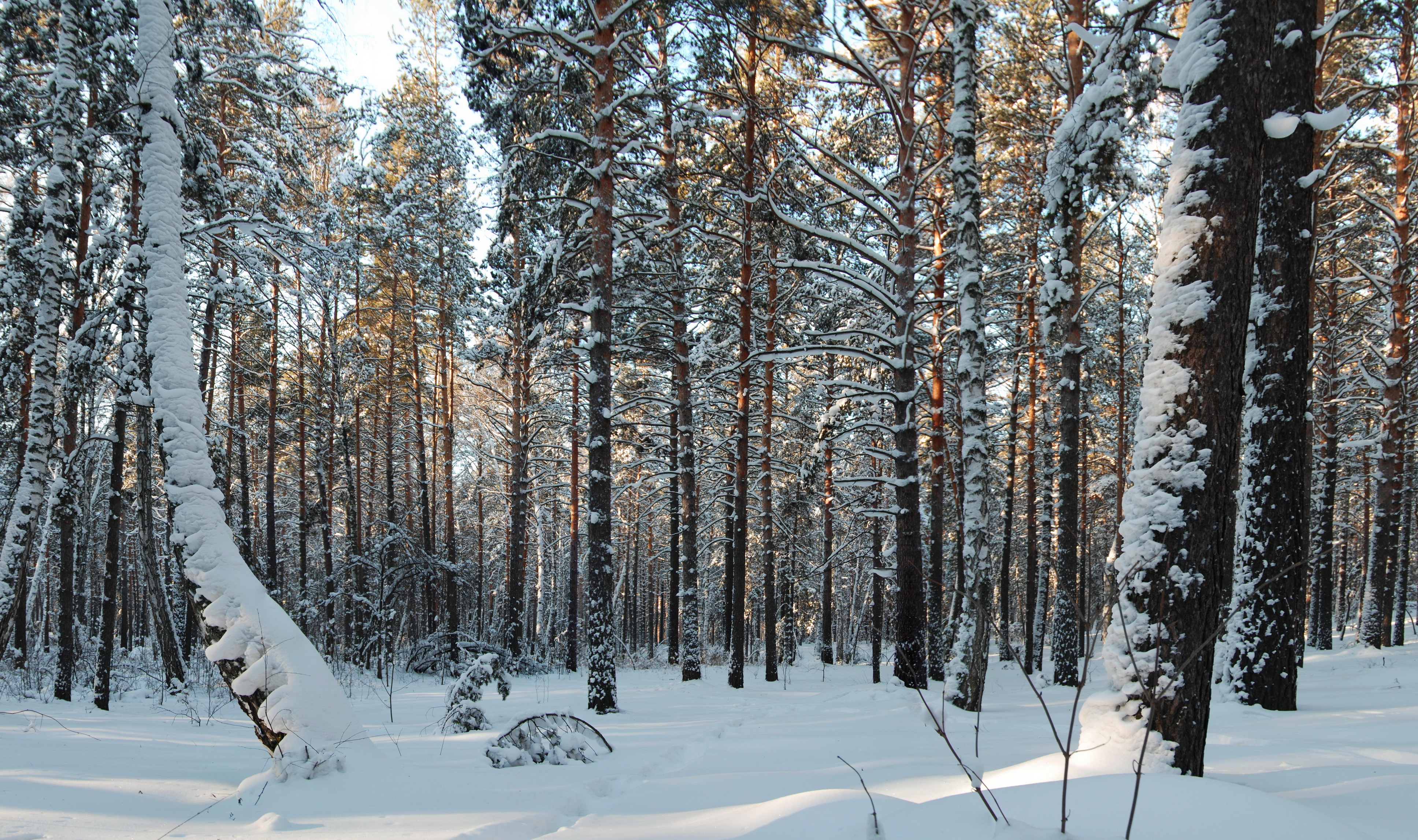 forest, Trees, Snow, Nature Wallpaper