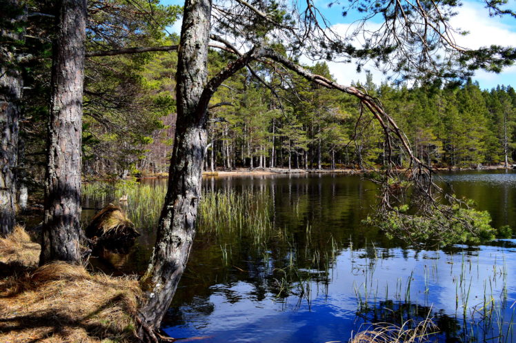 lake, Finland, Water, Lapland, Trees, Nature, Reflection HD Wallpaper Desktop Background
