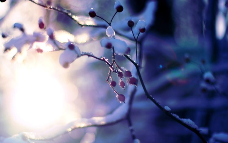 macro, Tree, Plant, Snow, Winter, Tree, Trees, Branches, Sun, Bokeh, Blur HD Wallpaper Desktop Background