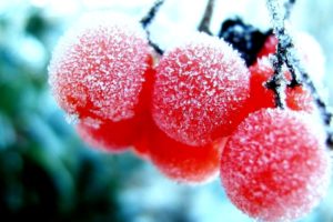 nature, Winter, First, Snow, Red, Berries, Fruits, Rowan, Frost