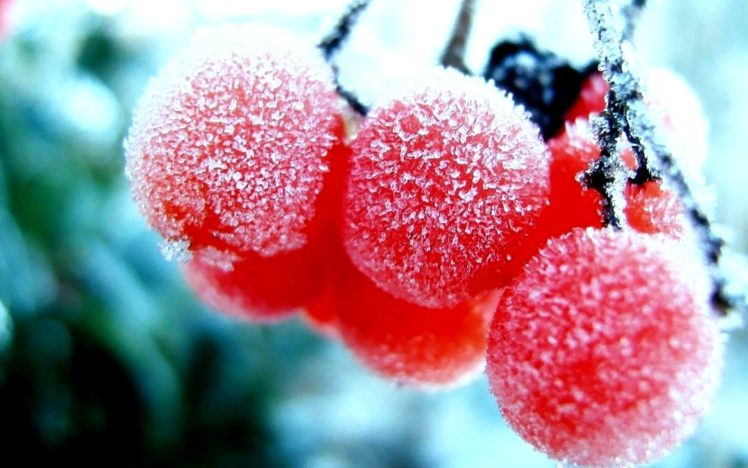 nature, Winter, First, Snow, Red, Berries, Fruits, Rowan, Frost HD Wallpaper Desktop Background