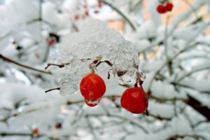 nature, Winter, Red, Berries, Rose, Hips, Snow, Bushes