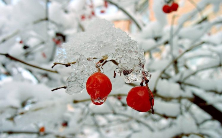 nature, Winter, Red, Berries, Rose, Hips, Snow, Bushes HD Wallpaper Desktop Background