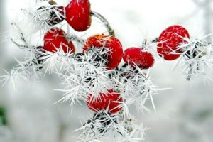 nature, Winter, Red, Berries, Rose, Hips, Snow, Frost