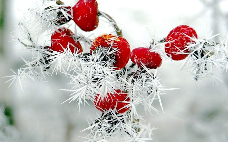 Winter, Red, Berries, Rose, Hips, Snow