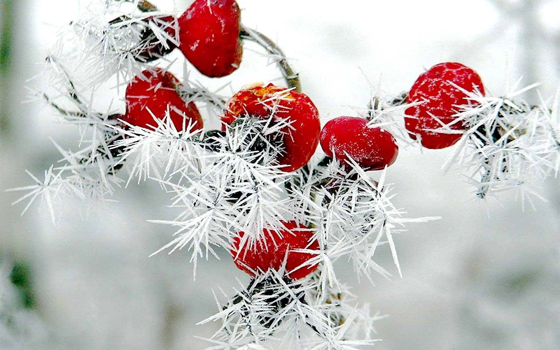 nature, Winter, Red, Berries, Rose, Hips, Snow, Frost Wallpaper
