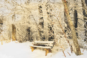 park, Bench, Bench, Winter, Cold, Snow, Trunks, Nature, Branches, Frost, Trees, Park