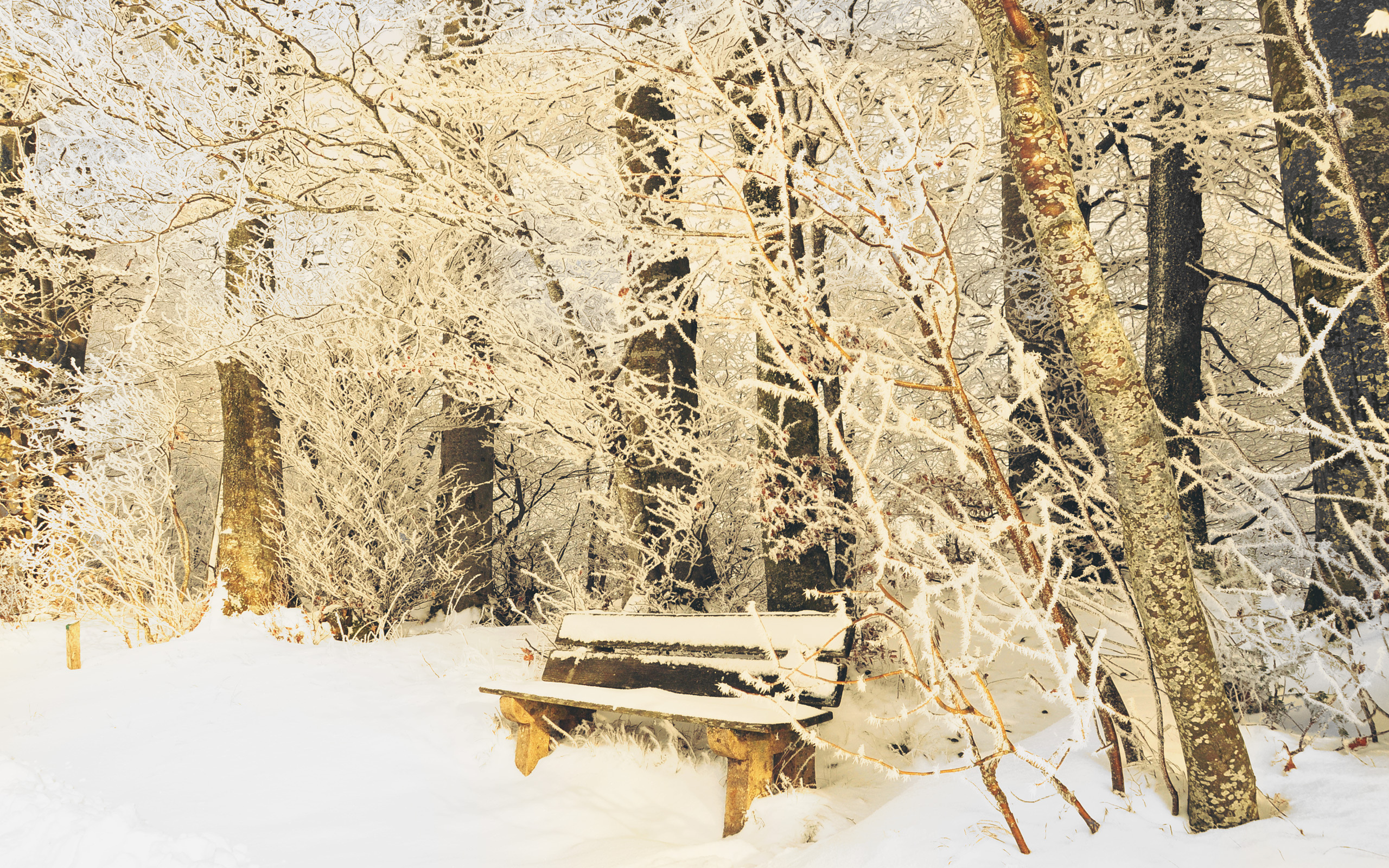 park, Bench, Bench, Winter, Cold, Snow, Trunks, Nature, Branches, Frost, Trees, Park Wallpaper