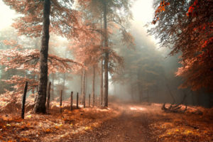 road, Fence, Fog, Forest, Autumn