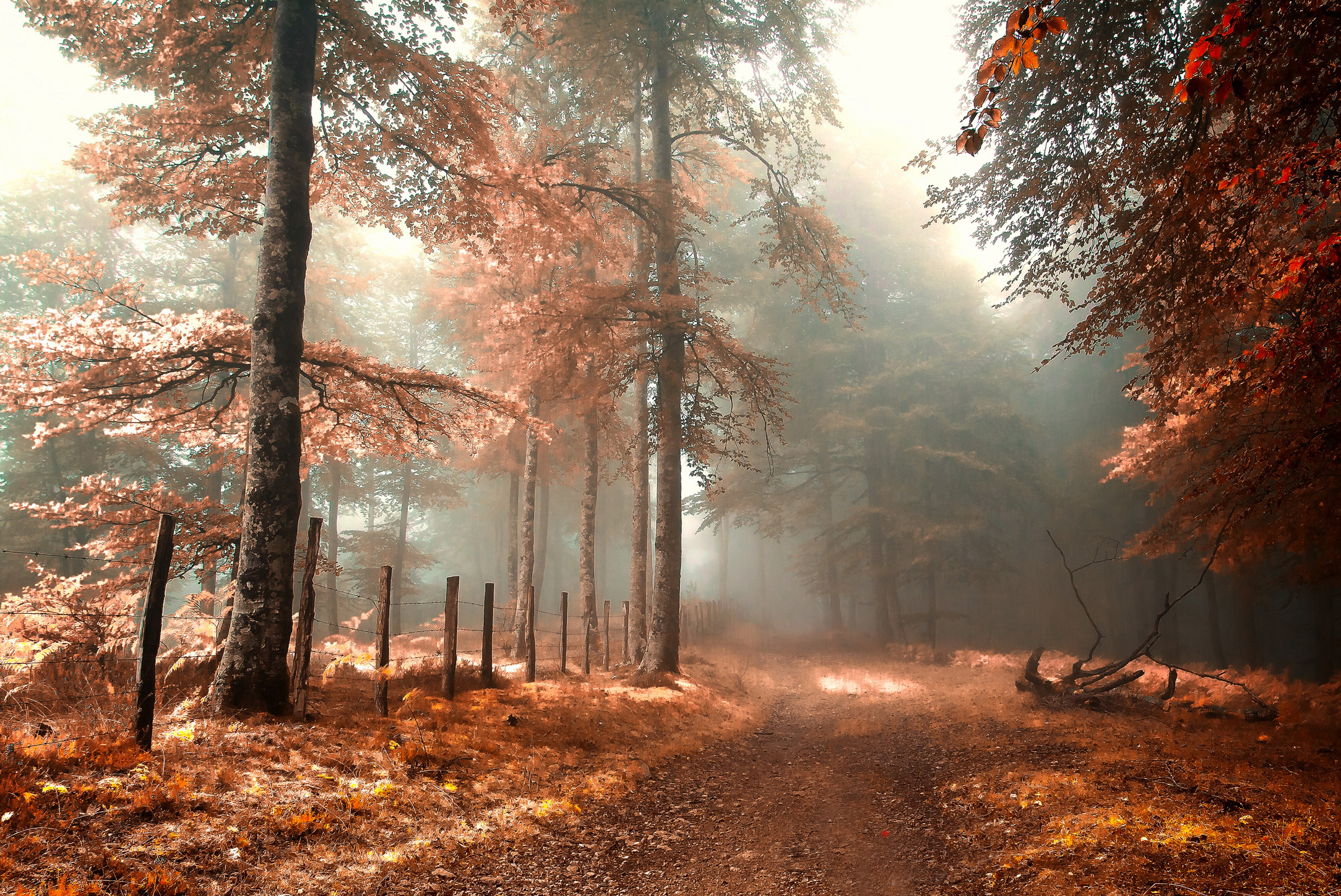 road, Fence, Fog, Forest, Autumn Wallpaper