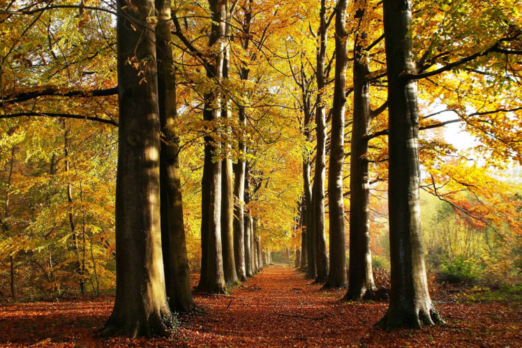 seasons, Autumn, Trees, Avenue, Nature HD Wallpaper Desktop Background