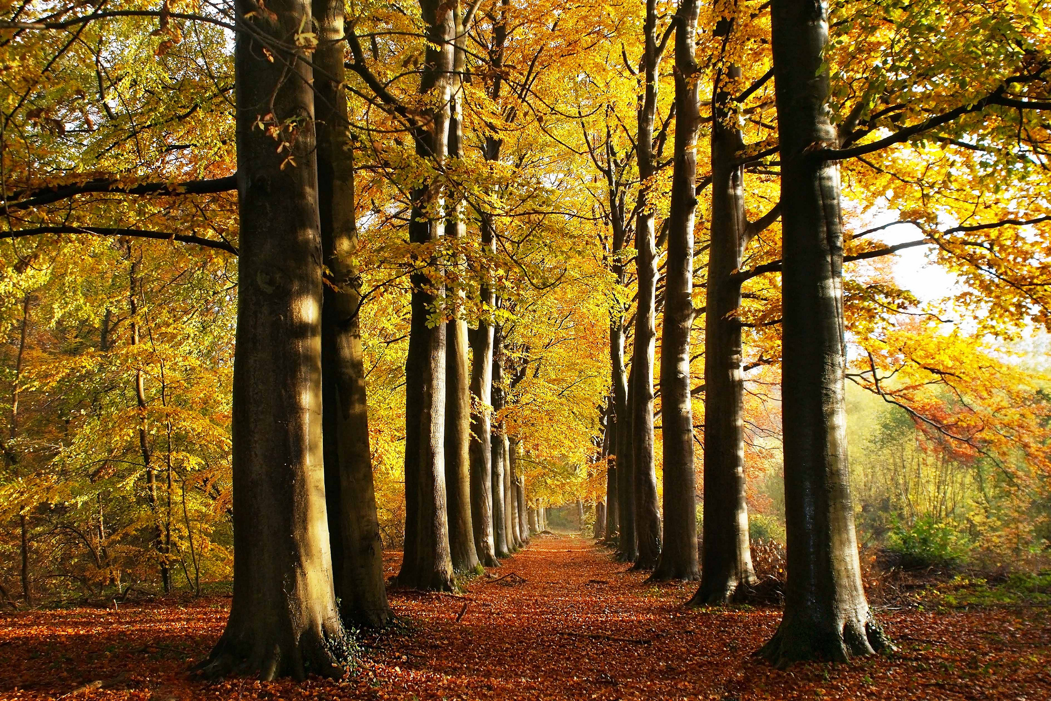 seasons, Autumn, Trees, Avenue, Nature Wallpaper