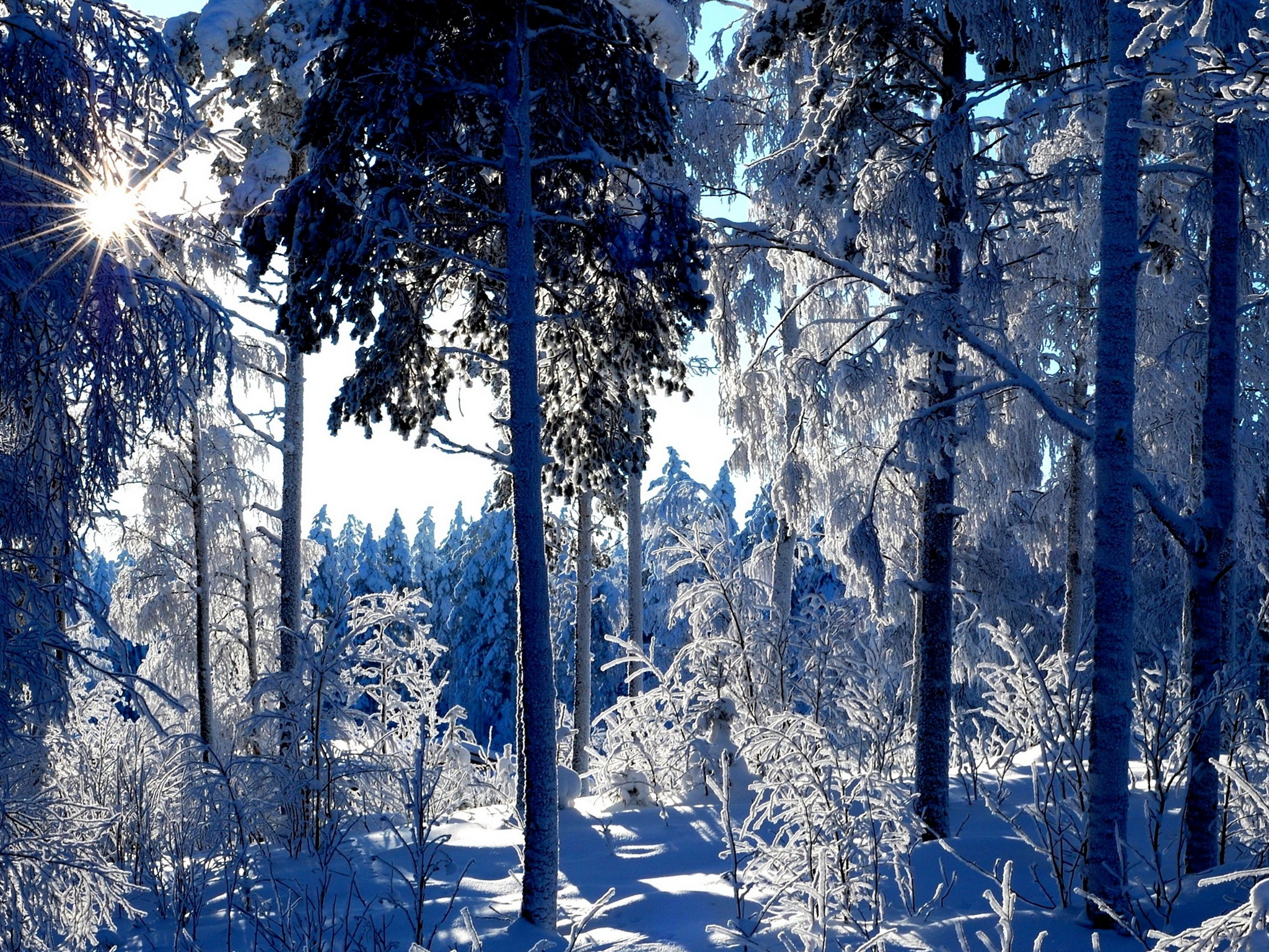 seasons, Winter, Trees, Snow, Nature Wallpaper