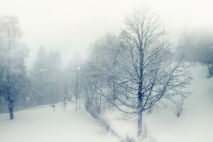 snow, Winter, Nature, Trees