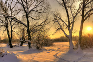 snow, Winter, Sun, Tree