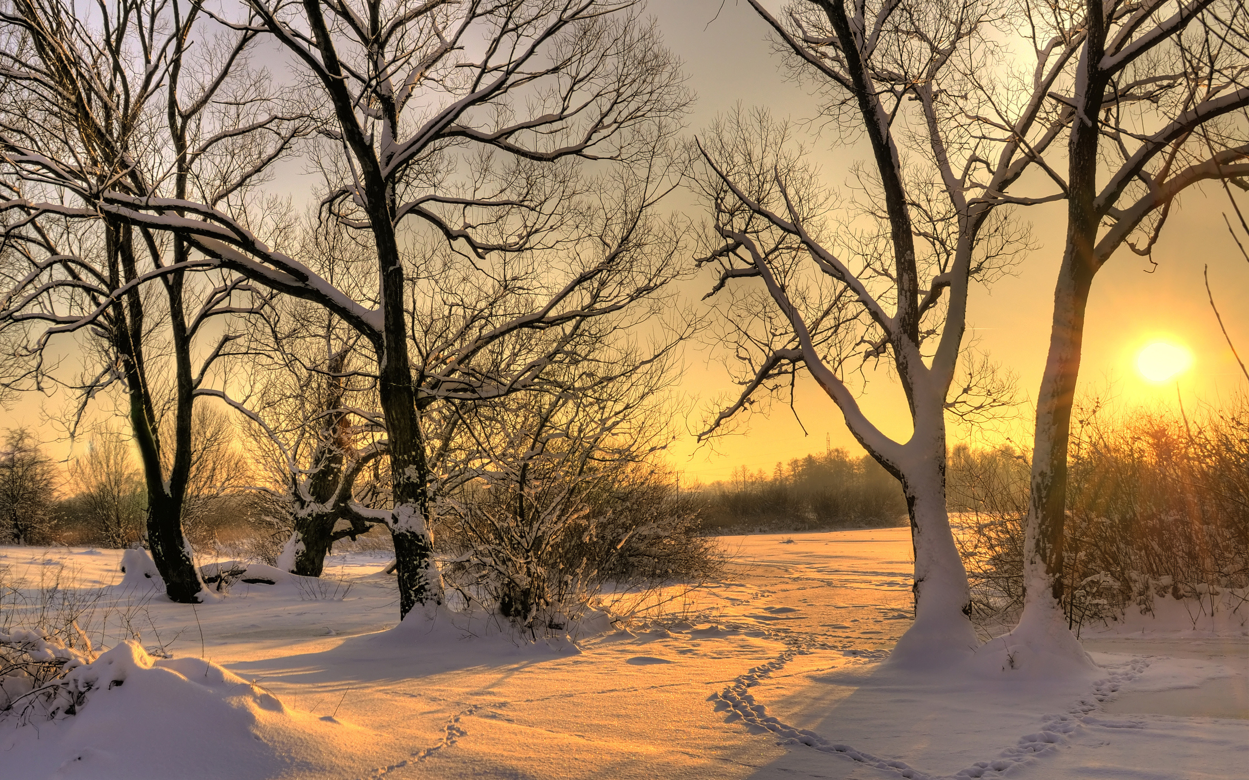 snow, Winter, Sun, Tree Wallpaper