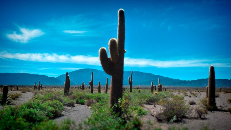 desert, Cactus HD Wallpaper Desktop Background