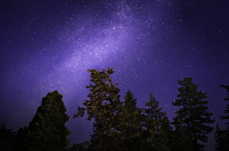 stars, Trees, Night, Sky HD Wallpaper Desktop Background