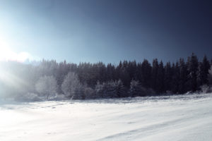 sun, Frost, Winter, Artush, Spruce, Trees, Forest, Snow, Trees, Light