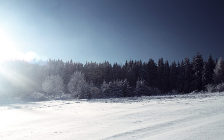 sun, Frost, Winter, Artush, Spruce, Trees, Forest, Snow, Trees, Light HD Wallpaper Desktop Background