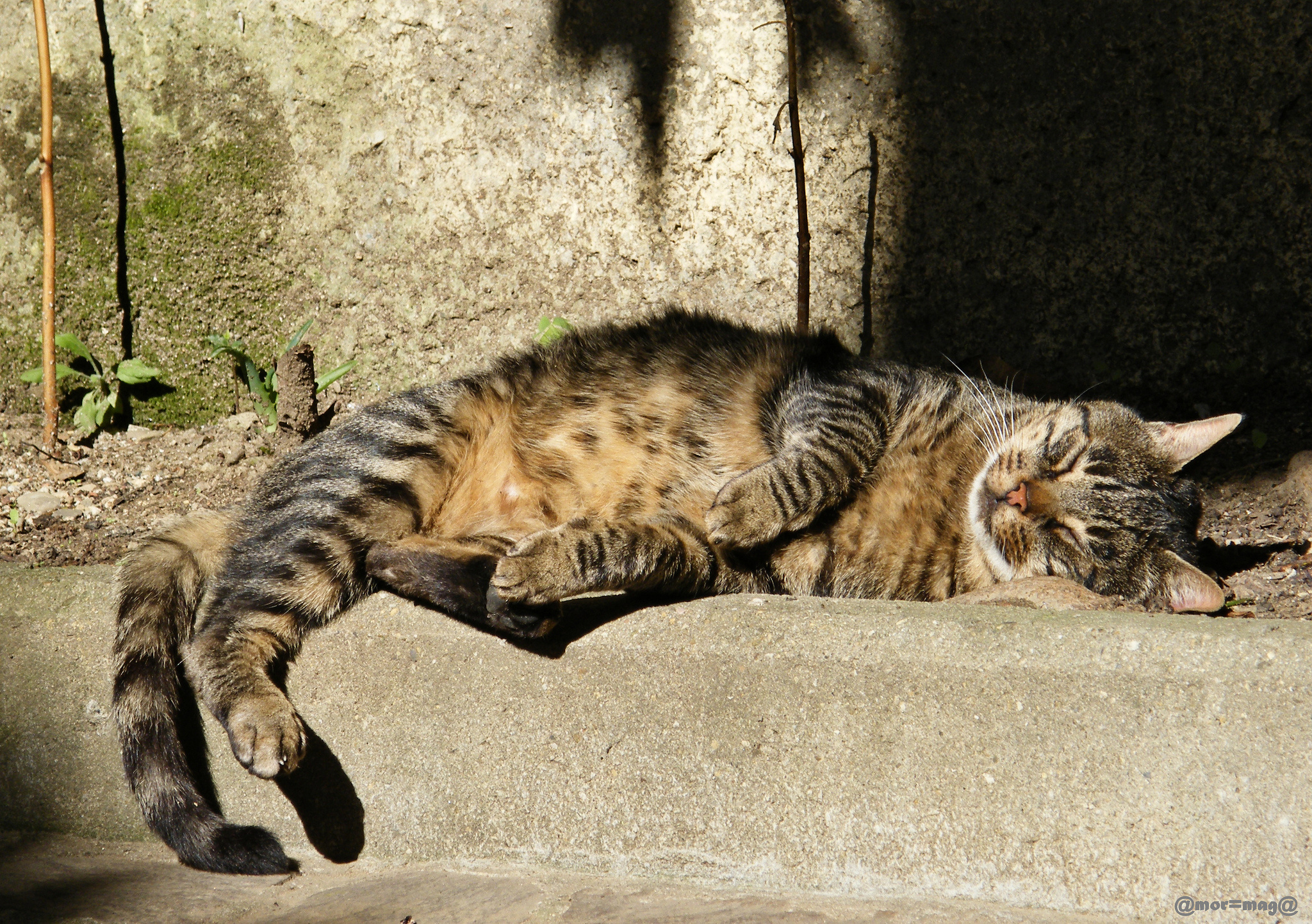 street, Sleeping, Gray, Cat, Striped Wallpaper