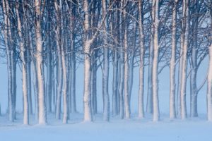 trees, Snow, Winter