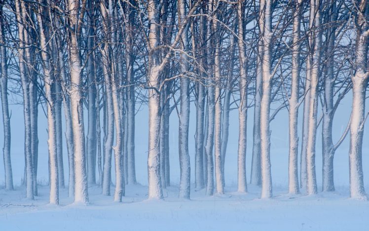 trees, Snow, Winter HD Wallpaper Desktop Background
