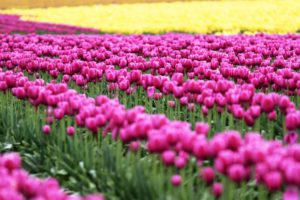 tulips, Fields, Many, Flowers