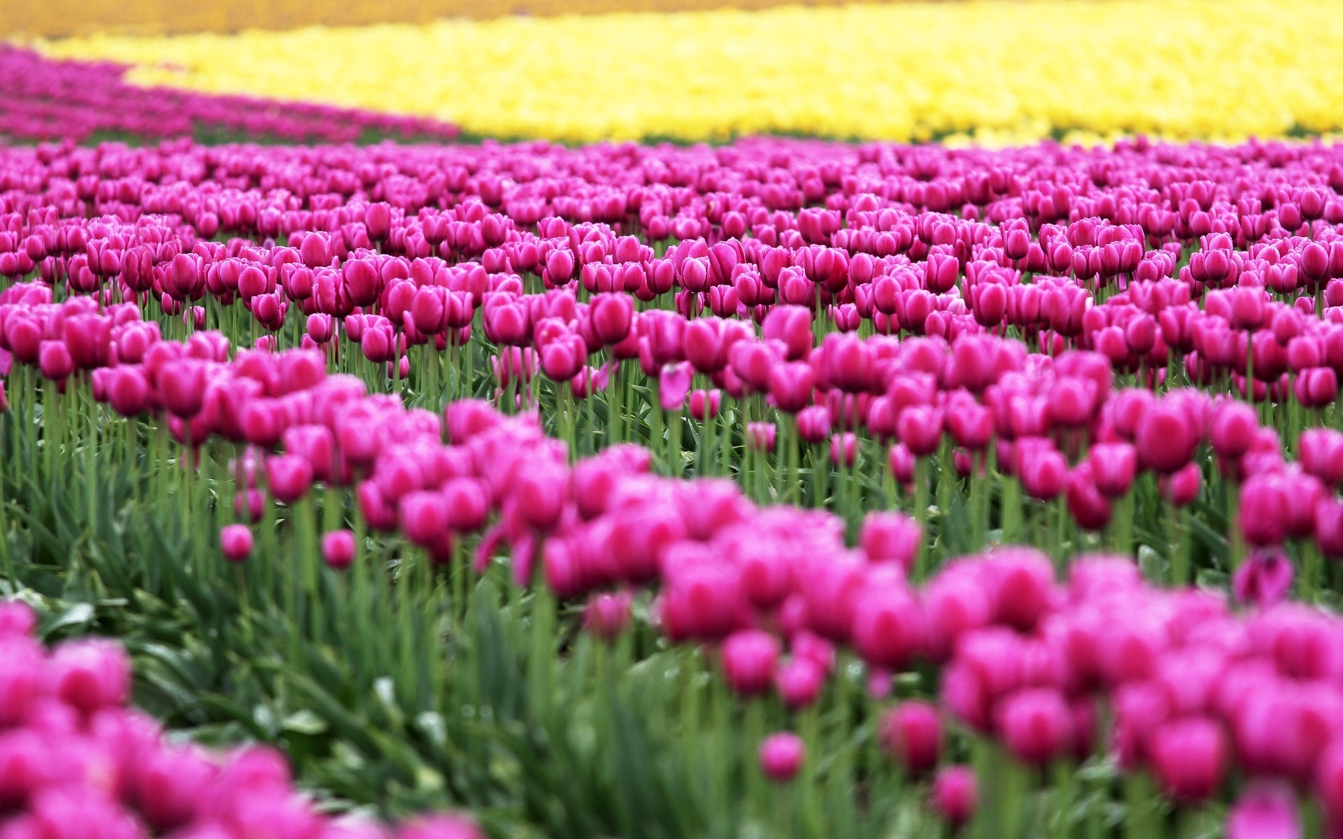 tulips, Fields, Many, Flowers Wallpaper