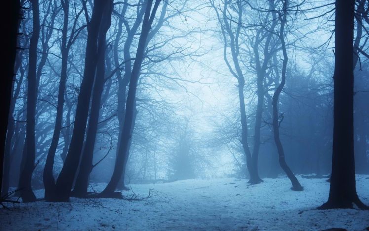 winter, Dusk, Nature, Landscape, Clearing, Trees, Bushes, Snow HD Wallpaper Desktop Background
