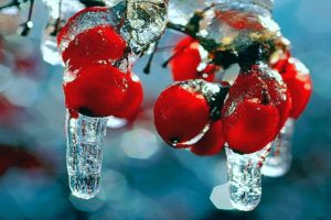 winter, Nature, First, Snow, Frost, Red, Berries, Fruits, Rosehips, Icicles