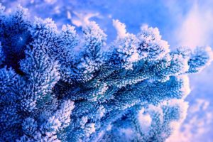 winter, Nature, Tree, Blue, Background, Blue, Spruce, Snow, Frost