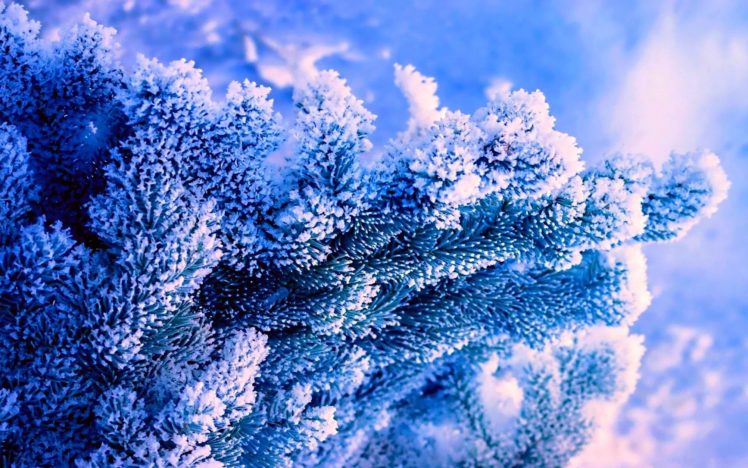 winter, Nature, Tree, Blue, Background, Blue, Spruce, Snow, Frost HD Wallpaper Desktop Background