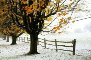winter, Trees, Foliage, The, First, Snow, Fence, Autumn