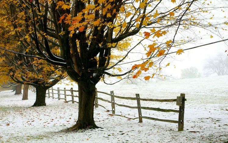 winter, Trees, Foliage, The, First, Snow, Fence, Autumn HD Wallpaper Desktop Background