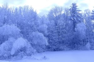 winter, Trees, Forest, Nature, Landscape